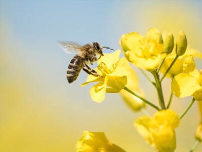 IPM Pests, Predators & Pollinators
