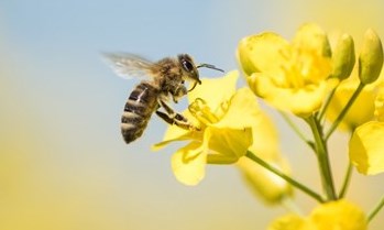 IPM: Pests, Predators & Pollinators Image