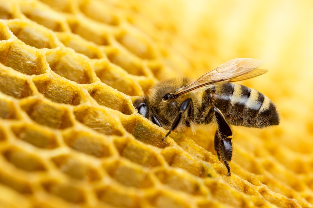 Istock 512596224 Singlebee On Honeycomb Small