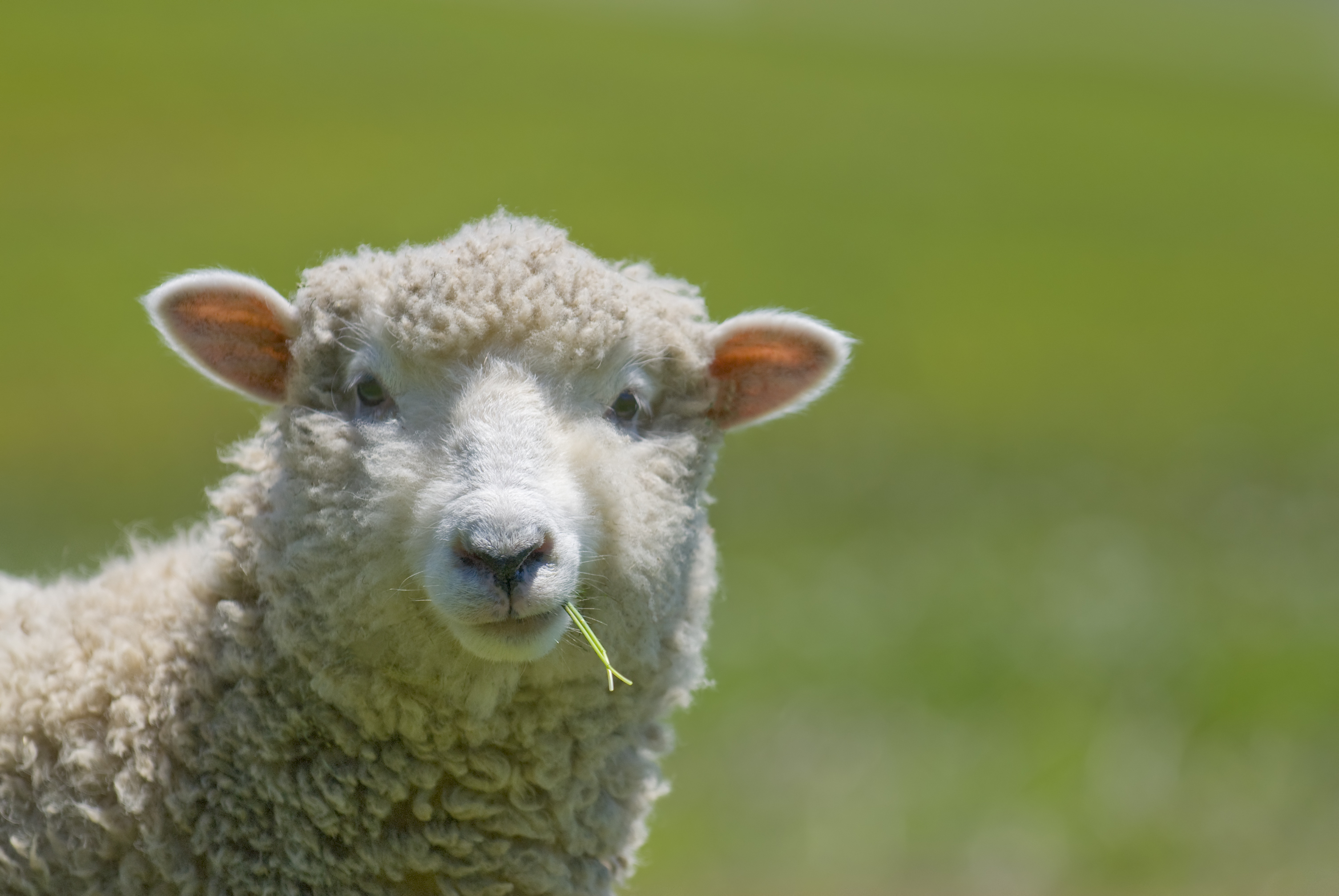 VI at the Welsh Sheep Show