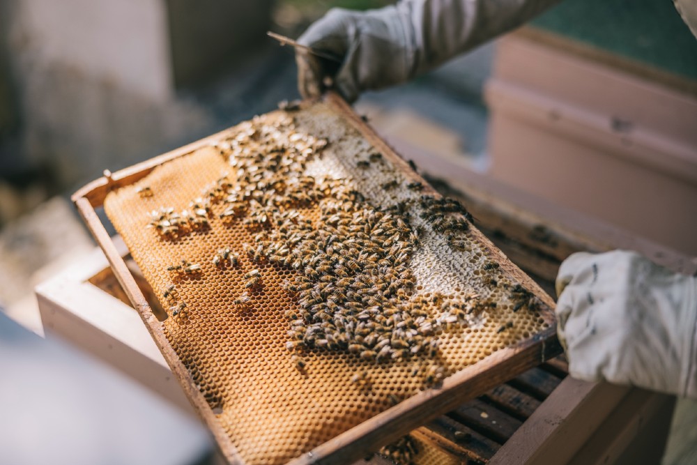 Istock 1391198784 Bees On Comb Small