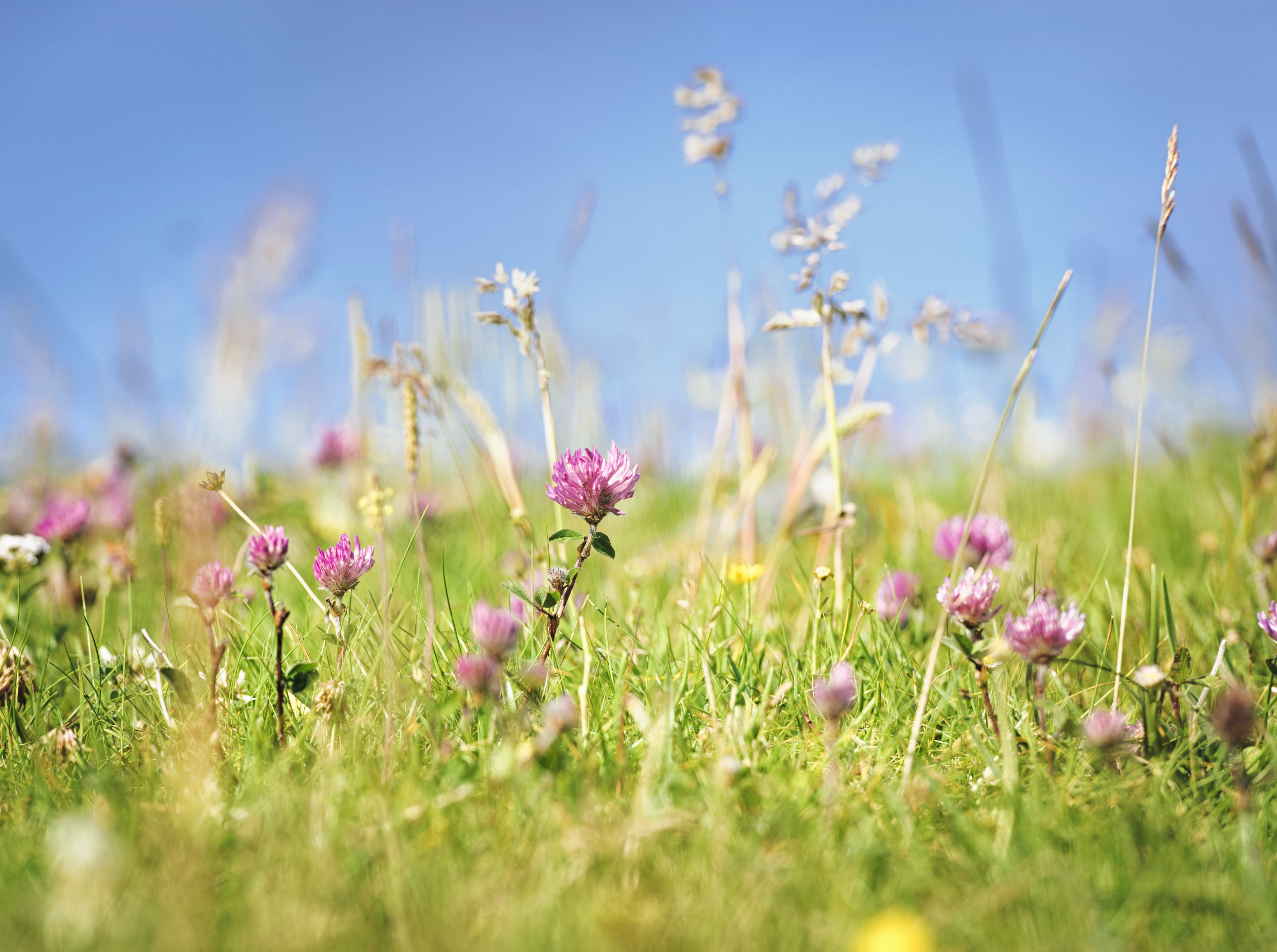 IPM Resources Image